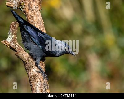 Jackdaw nel Galles centrale in autunno Foto Stock