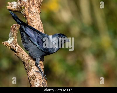 Jackdaw nel Galles centrale in autunno Foto Stock