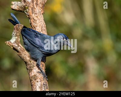 Jackdaw nel Galles centrale in autunno Foto Stock