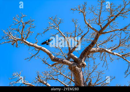 Un uccello nero atterra sulla cima di un maestoso albero di baobab con corteccia spessa e liscia e rami contorti contro un cielo blu limpido. Morondava, Madagascar. Foto Stock