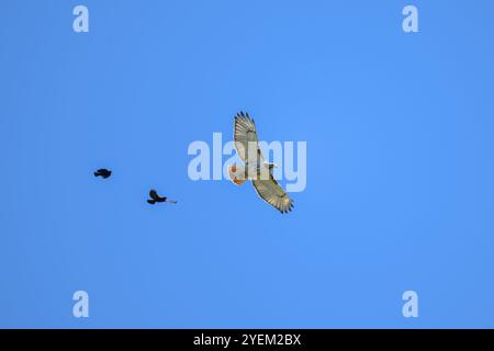Un Falco dalla coda rossa (Buteo jamaicensis) inseguito in volo da una coppia di Blackbirds dalle ali rosse (Agelaius phoeniceus). Foto Stock