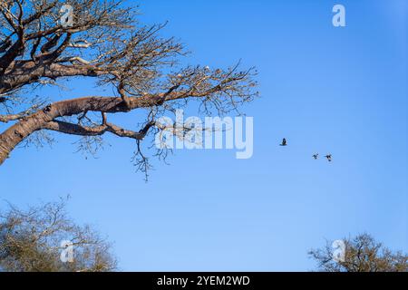 Un uccello nero atterra sulla cima di un maestoso albero di baobab con corteccia spessa e liscia e rami contorti contro un cielo blu limpido. Morondava, Madagascar. Foto Stock