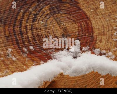 primo piano di tronchi di pino appena tagliati nella neve, mostrando grani e anelli di crescita Foto Stock