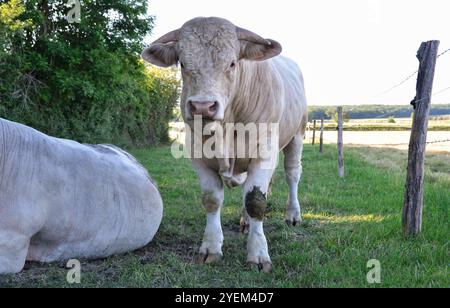 Bella e potente bolla Charolais Foto Stock