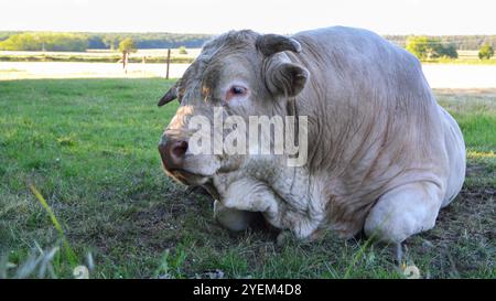 Bella e potente bolla Charolais Foto Stock