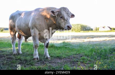 Bella e potente bolla Charolais Foto Stock