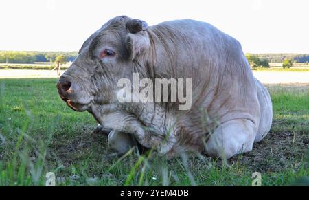 Bella e potente bolla Charolais Foto Stock