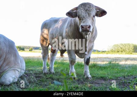 Bella e potente bolla Charolais Foto Stock