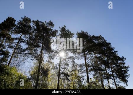 pineta contro il cielo, pini in primavera Foto Stock