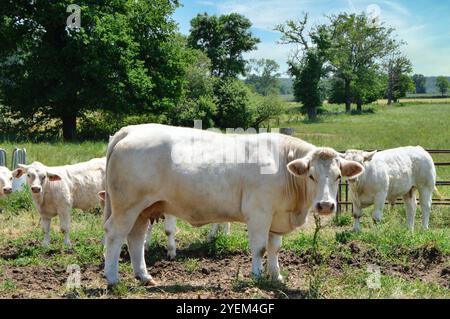 Una mucca madre Charolais si riproduce, con il suo vitello in un campo in campagna. Foto Stock