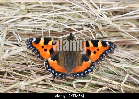 Piccola farfalla con guscio di tartaruga che poggia sull'erba - Aglais orticae Foto Stock