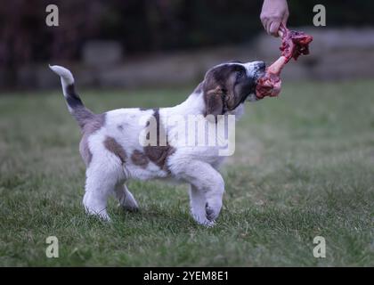 Cane masticando l'osso crudo, cibo barf per la salute. Foto Stock