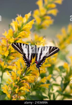 Macro di una zebra di coda di rondine (Eurytides marcellus) che poggia su un fiore di salvia giallo Foto Stock