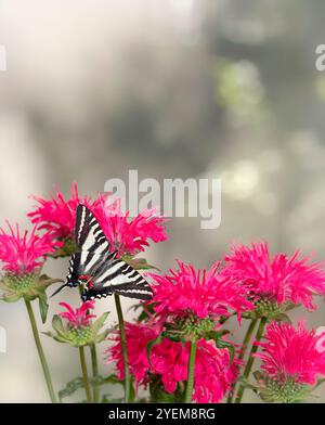 Macro di una zebra di coda di rondine (Eurytides marcellus) che poggia su un fiore di salvia giallo Foto Stock