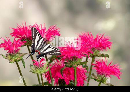 Macro di una zebra di coda di rondine (Eurytides marcellus) che poggia su un fiore di salvia giallo Foto Stock