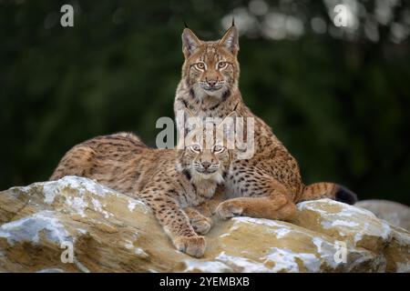 Fotografare adorabili cuccioli di lince eurasiatica. Foto Stock