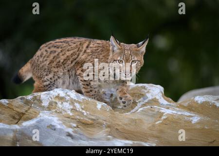 Fotografare adorabili cuccioli di lince eurasiatica. Foto Stock