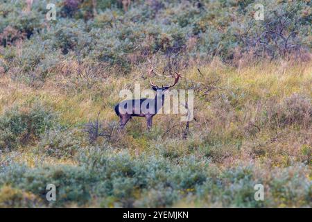 Primo piano di un impressionante buck di colore marrone scuro e nero di un cervo a riposo, Dama dama, nel suo habitat naturale delle dune olandesi della costa del Mare del Nord Foto Stock