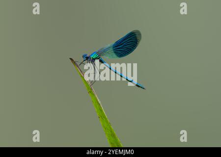 Demoiselle, Calopteryx Splendens, appoggiato su foglie lanceolate su sfondo uniformemente sfocato Foto Stock