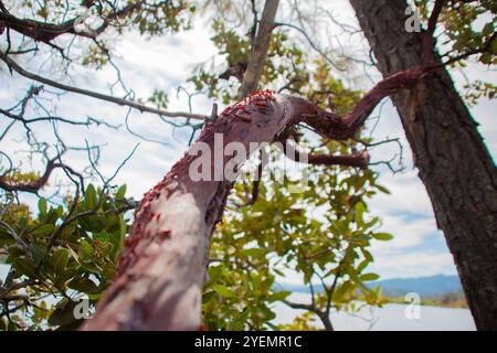 Whiskeytown Lake, California. Ho fatto una breve sosta in questo enorme lago per scattare qualche foto! Foto Stock