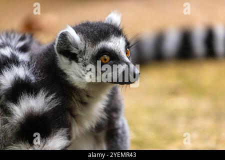 Ritratto di aduld lemur catta dalla coda ad anello Foto Stock