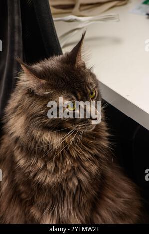 Uno straordinario gatto dai capelli lunghi si siede accanto a una scrivania bianca, il suo sguardo intenso riflette curiosità e tranquillità. Foto Stock