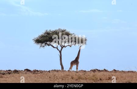 Giraffe e alberi di acacia shilhouettate nella savana dell'Africa orientale con spazio copia Foto Stock