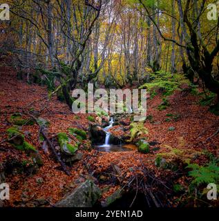 vista panoramica di un ruscello con cascate che attraversano una foresta di faggi in un passo di montagna, con foglie marroni e ocra cadute a terra e i tronchi Foto Stock