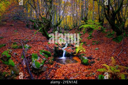 vista panoramica di un ruscello con cascate che attraversano una foresta di faggi in un passo di montagna, con foglie marroni e ocra cadute a terra e i tronchi Foto Stock