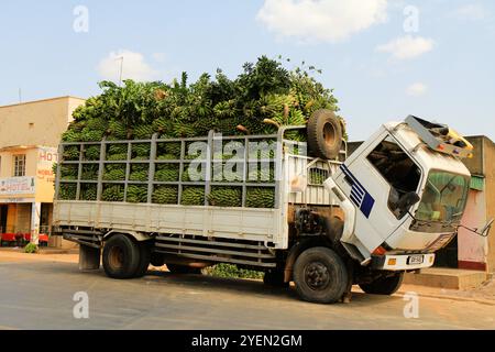 Un camion carico di piantane verdi parcheggiate sul ciglio della strada, che presenta un prodotto di base pronto per il mercato in una giornata di sole. Foto Stock