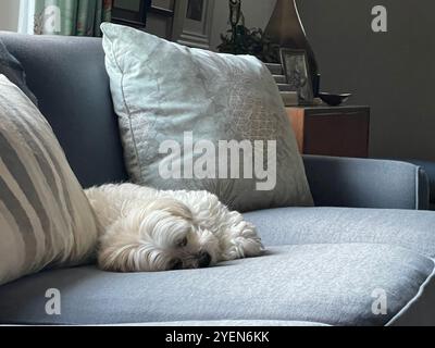 il cane riposa sul divano blu Foto Stock