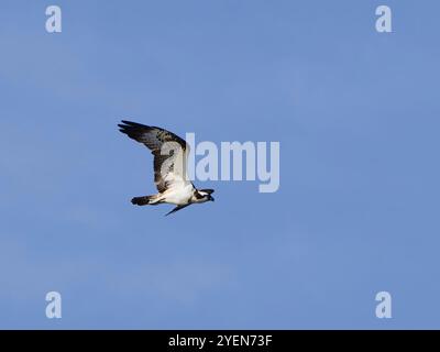 Falco pescatore volante, Pandion haliaetus, noto anche come falco di mare, falco di fiume e falco di pesce. Foto Stock