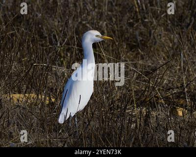 Un'egret di bestiame, bubulcus ibis che si nutre tra vegitaion. Foto Stock