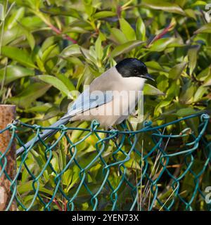 Un magpie iberico, Cyanopica cooki, appollaiato su una recinzione. Foto Stock