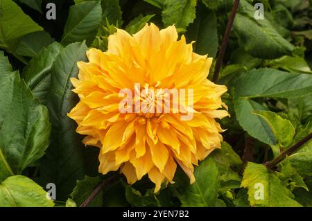 Primo piano di Dahlia Hamari Gold, un gigante in bronzo fiorito decorativo dahlia dall'estate all'autunno fiorito con una fiamma semidura tenera perenne decidua Foto Stock