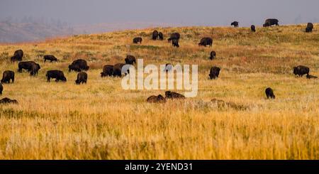 Pascolo di bisonti nel Custer State Park nelle Black Hills del South Dakota Foto Stock