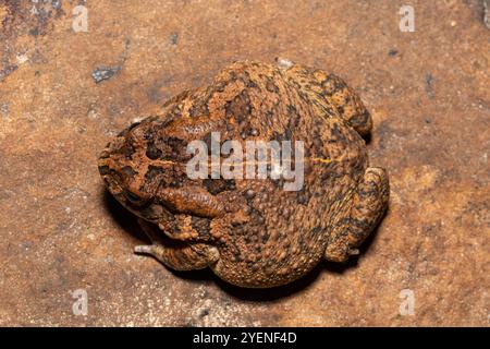 Un simpatico rospo gutturale adulto (Amietophrynus gutturalis) in natura Foto Stock