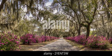 Avenue of Oaks e Azaleas, Bonaventure Cemetery, Savannah, Georgia, Stati Uniti Foto Stock