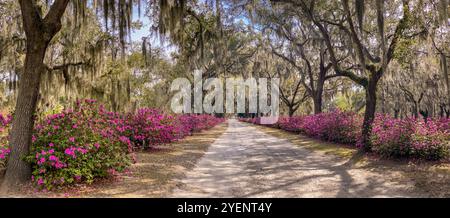 Avenue of Oaks e Azaleas, Bonaventure Cemetery, Savannah, Georgia, Stati Uniti Foto Stock