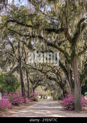 Avenue of Oaks e Azaleas, Bonaventure Cemetery, Savannah, Georgia, Stati Uniti Foto Stock