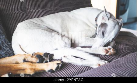 Due cani che si coccolano su un divano e amavano gli animali domestici Foto Stock