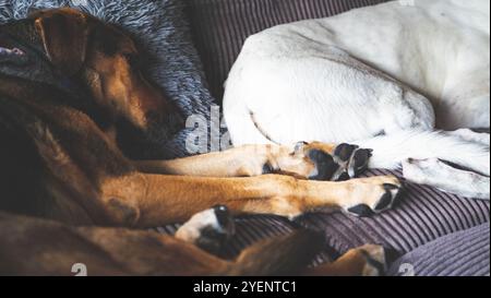 Due cani che si coccolano su un divano e amavano gli animali domestici Foto Stock