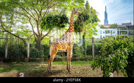 Ho chi Minh City Zoo, Vietnam - 26 ottobre 2024: Giraffe nel cuore della città Foto Stock