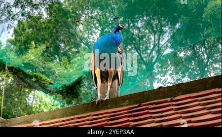 Zoo della città di ho chi Minh, Vietnam - 26 ottobre 2024: Il pavone si erge orgogliosamente sul tetto presso lo zoo della città di ho chi Minh, Vietnam. Foto Stock