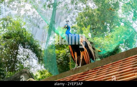 Zoo della città di ho chi Minh, Vietnam - 26 ottobre 2024: Il pavone si erge orgogliosamente sul tetto presso lo zoo della città di ho chi Minh, Vietnam. Foto Stock