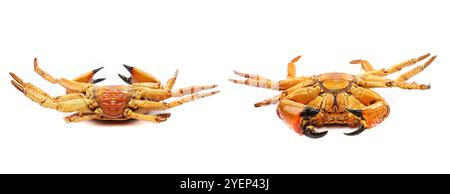 Due granchi rossi di pesce isolati su sfondo bianco Foto Stock