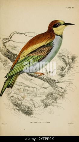 European bee-Eater (Merops apiaster) da " The Naturalist's Library " Entomology volume vi Bees di Jardine, William, Sir, 1800-1874 data di pubblicazione 1835 Foto Stock