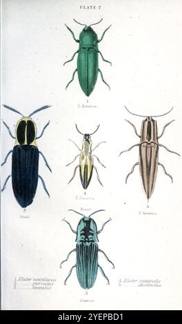 Pyrophorus noctilucus, [qui come Elater noctilucus] Faro elater è una specie di coleottero a scatto (famiglia Elateridae); Chalcolepidius porcatus [qui come Elater porcatus]; Lined Click Beetle, Agriotes lineatus [qui come Elater lineatus]; Elater suturalis; Semiotus distinctus [qui come Elater distinctus]; acciaio colorato a mano, pubblicato da William Lizengraving, 1804-1861 1846 Foto Stock