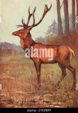 Red Deer - dipinto ad acquerello di " mammiferi terrestri britannici e loro abitudini " di Alexander Nicol Simpson, pubblicato da A. e C, Black nel 1911 Foto Stock