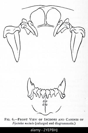 VISTA FRONTALE DEGLI INCISORI E DEI CANINI DI Nyctalus Noctule illustrato da Edward Adrian Wilson, 1872-1912 dal libro ' A history of British mammals' V1 - Bats di Gerald Edwin Hamilton Barrett-Hamilton, pubblicato nel 1910 da Gurney e Jackson Foto Stock